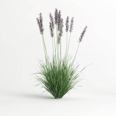 3d illustration of molinia caerulea grass isolated on white background