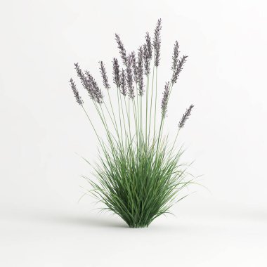 3d illustration of molinia caerulea grass isolated on white background