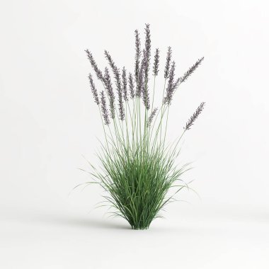 3d illustration of molinia caerulea grass isolated on white background