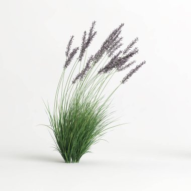 3d illustration of molinia caerulea grass isolated on white background