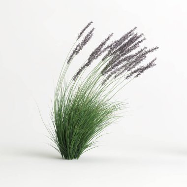 3d illustration of molinia caerulea grass isolated on white background