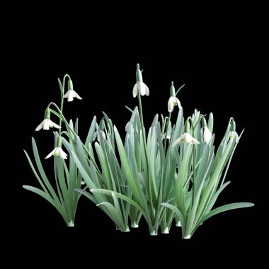 3d illustration of galanthus nivalis grass isolated on black background