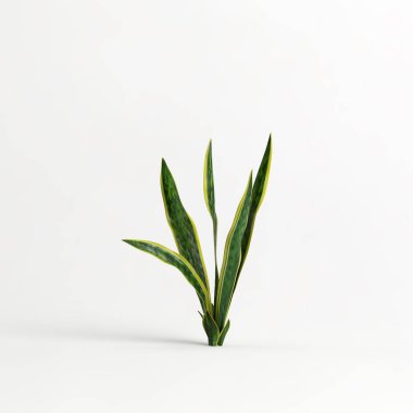 3d illustration of sansevieria trifasciata laurentii tree isolated on white background