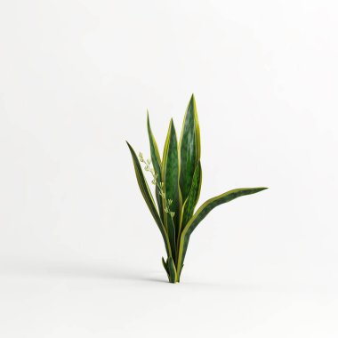 3d illustration of sansevieria trifasciata laurentii tree isolated on white background