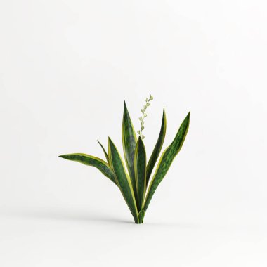 3d illustration of sansevieria trifasciata laurentii tree isolated on white background