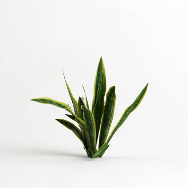 3d illustration of sansevieria trifasciata laurentii tree isolated on white background