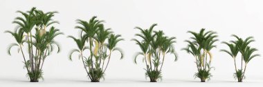 3d illustration of set dypsis lutescens tree isolated on white background