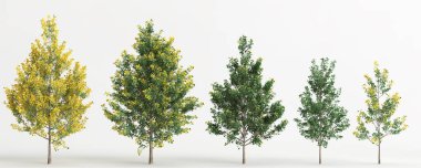 3d illustration of set ginkgo biloba tree isolated on white background