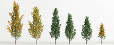 3d illustration of set liriodendron tulipifera fastigiatum tree isolated on white background