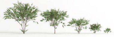 3d illustration of set eugenia uniflora isolated on white background