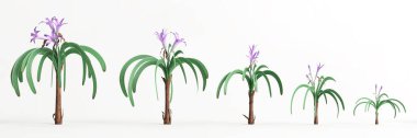3d illustration of set worsleya procera plant isolated on white background