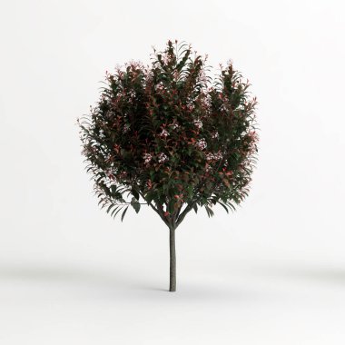 3d illustration of photinia x fraseri red Robin tree isolated on white background