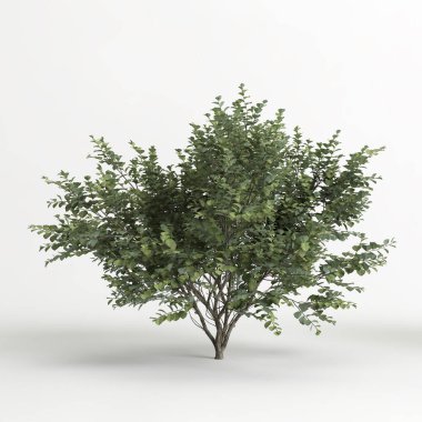 3d illustration of hamamelis x intermedia tree isolated on white background