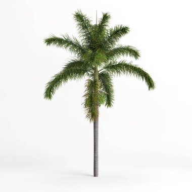 3d illustration of wodyetia bifurcata tree isolated on white background