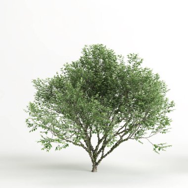 3d illustration of plinia cauliflora tree isolated on white background