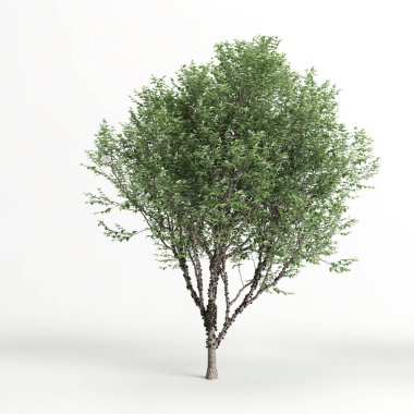 3d illustration of plinia cauliflora tree isolated on white background