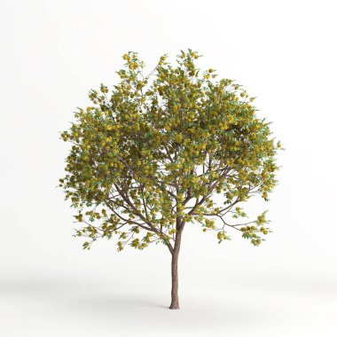 3d illustration of handroanthus ochraceu isolated on white background