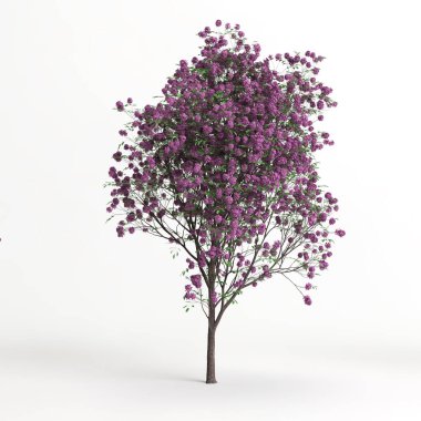 3d illustration of handroanthus impetiginosu tree isolated on white background