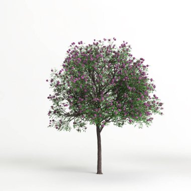 3d illustration of handroanthus impetiginosu tree isolated on white background