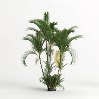3d illustration of dypsis lutescens tree isolated on white background