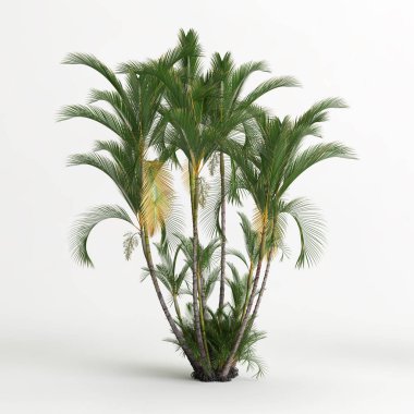 3d illustration of dypsis lutescens tree isolated on white background
