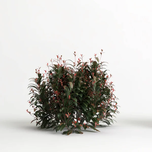 Illustration Photinia Fraseri Red Robin Tree Isolated White Background — Stock fotografie