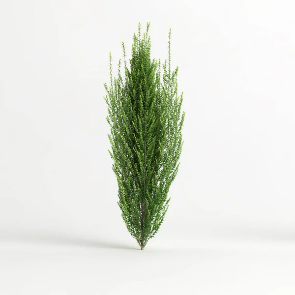 3d illustration of ilex crenata steeds isolated on white background