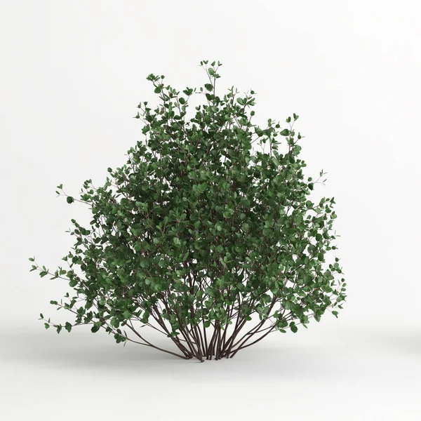 3d illustration of betula pumila tree isolated on white background