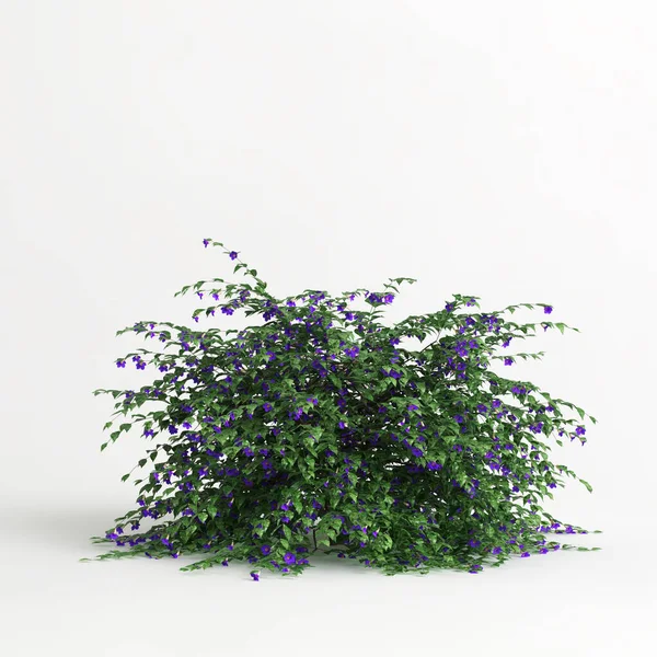 3d illustration of thunbergia erecta isolated on white background