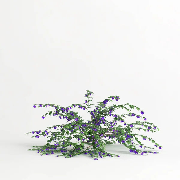 3d illustration of thunbergia erecta isolated on white background