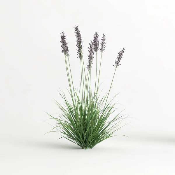 Illustration Molinia Caerulea Grass Isolated White Background — Stock Photo, Image
