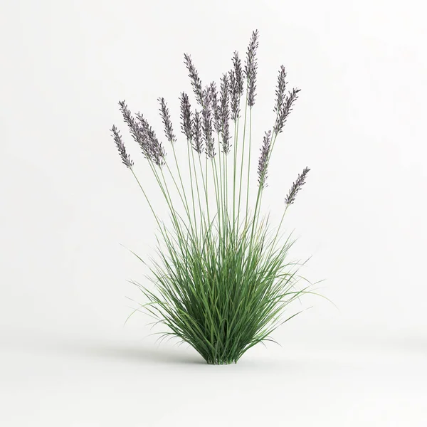 3d illustration of molinia caerulea grass isolated on white background