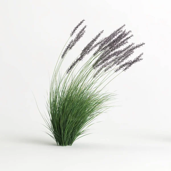 Illustration Molinia Caerulea Grass Isolated White Background — Stock Photo, Image