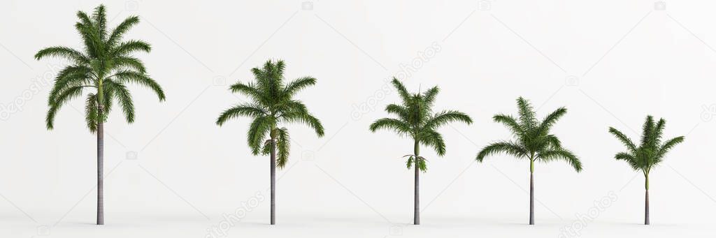 3d illustration of set wodyetia bifurcata tree isolated on white background
