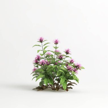 3d illustration of justicia carnea tree isolated on white background
