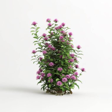 3d illustration of justicia carnea tree isolated on white background