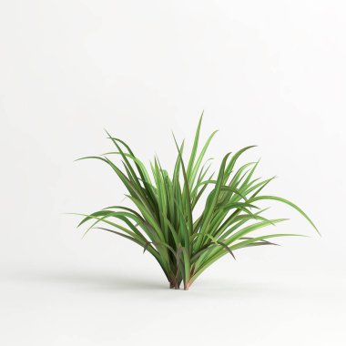 3d illustration of set dianella tasmanica bush isolated on white background