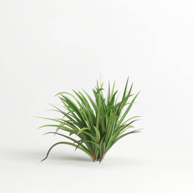 3d illustration of set dianella tasmanica bush isolated on white background