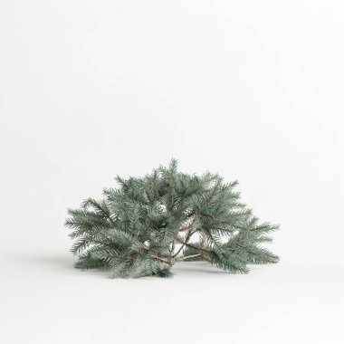 3d illustration of picea pungens glauca procumbens tree isolated on white background