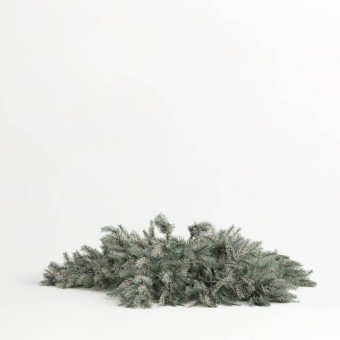 3d illustration of picea pungens glauca procumbens tree isolated on white background