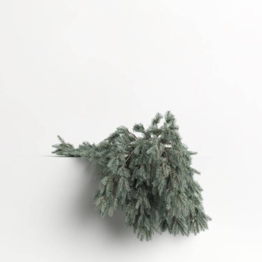 3d illustration of picea pungens glauca procumbens tree isolated on white background