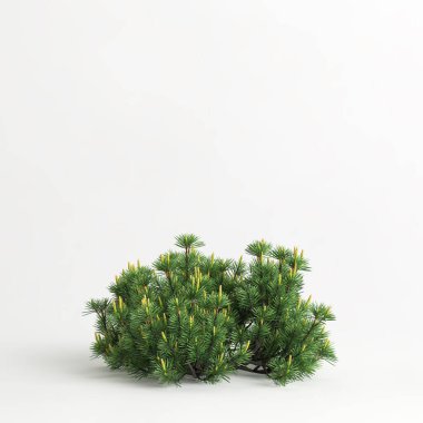 3d illustration of pinus mugo tree isolated on white background