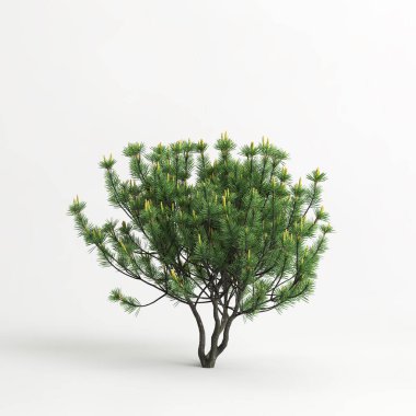 3d illustration of pinus mugo tree isolated on white background