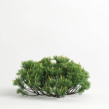 3d illustration of pinus mugo tree isolated on white background