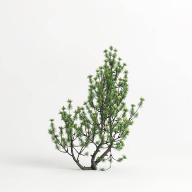 3d illustration of pinus mugo tree isolated on white background