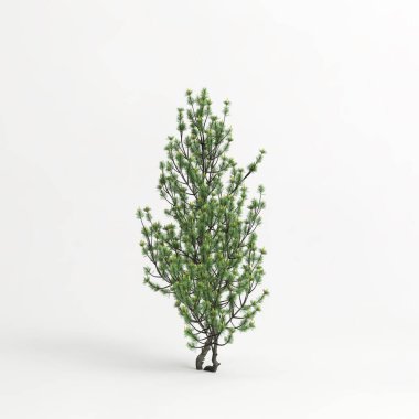 3d illustration of pinus mugo tree isolated on white background