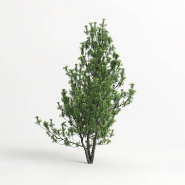 3d illustration of pinus mugo tree isolated on white background