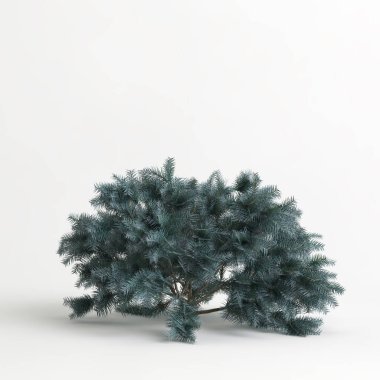 3d illustration of picea pungens glauca globosa tree isolated on white background