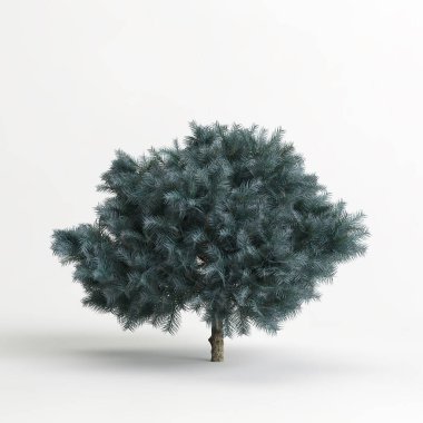 3d illustration of picea pungens glauca globosa tree isolated on white background