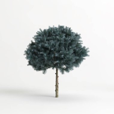 3d illustration of picea pungens glauca globosa tree isolated on white background